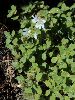 <em>Cerastium alpinum</em>